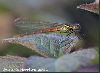 Large-red-damselfly-2