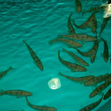 Urban Aquaculture Center in Milwaukee photos