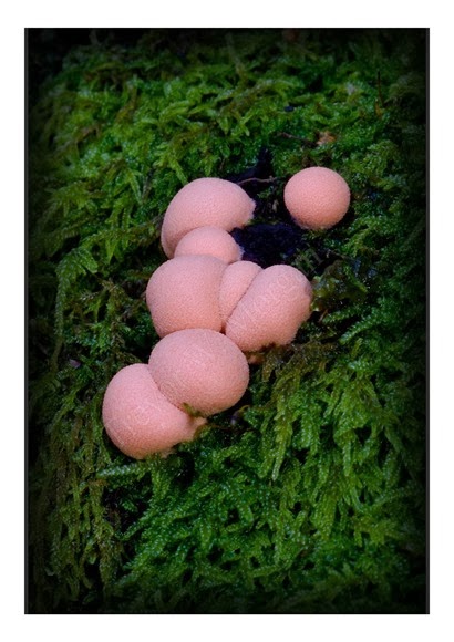 Mini Fungi 14