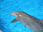 A dolphin at the MGM Mirage.