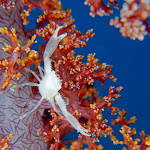 Crab in soft coral