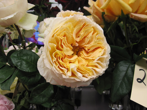 The showcase of the 2011 rose collection at A Rose By Harvest displayed their roses almost at full-bloom.
