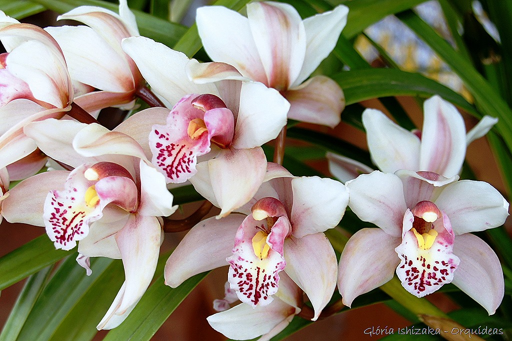 [Glria-Ishizaka---orquideas-239.jpg]