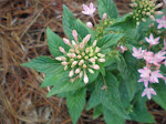 PA070037.JPG