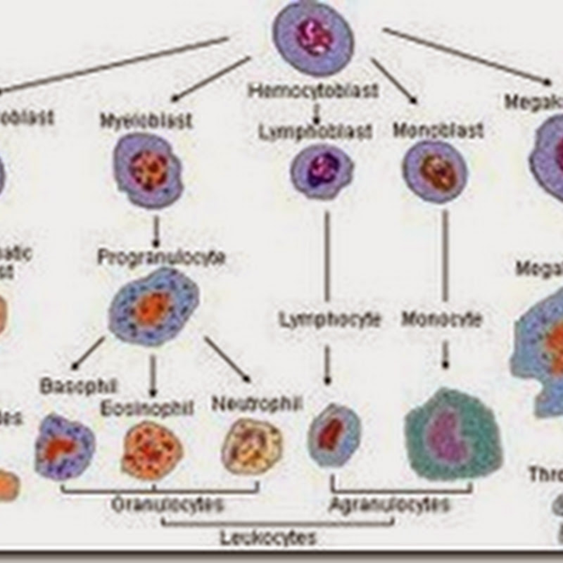 T sel adalah dan b sel Maturasi Sel