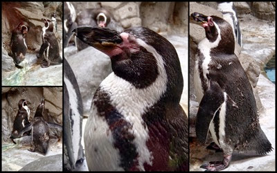 penguins collage.jpg Penguins collage