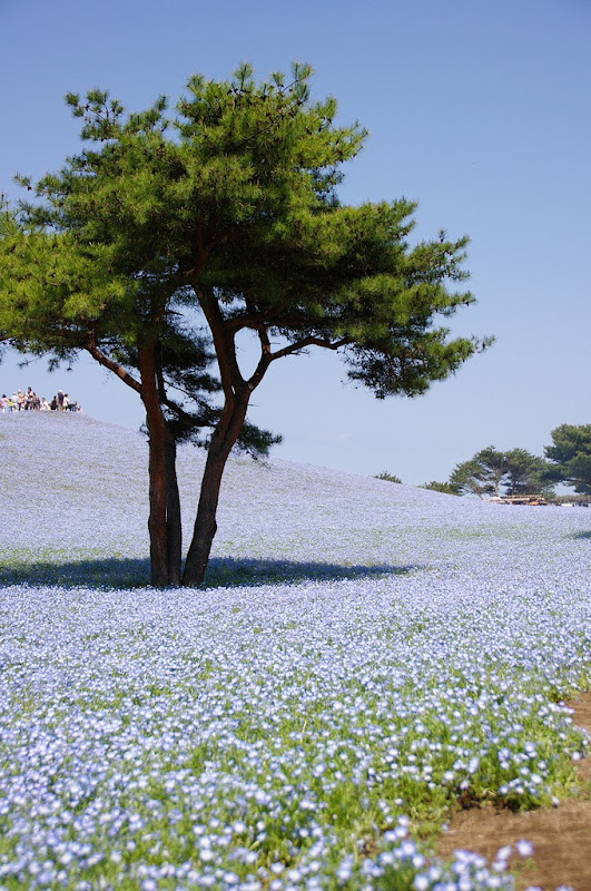 hitachi-seaside-park-10 hitachi-seaside-park-10