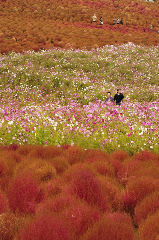 hitachi-seaside-park-2 hitachi-seaside-park-2