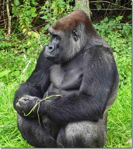 gorilla