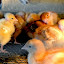 12 day old chicks are purchased 12 day old chicks are purchased in Cuauhtemoc. 12 day old chicks are purchased 12 day old chicks are purchased in Cuauhtemoc.
