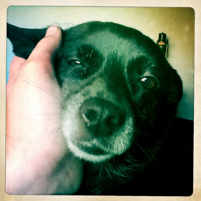 [cute%2520doggy%255B3%255D.jpg]
