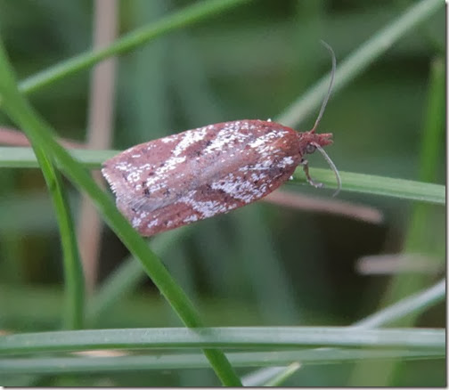 29 Acleris hyemana