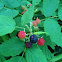 Rasberry