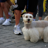 Pet Express Doggie Run 2012 Philippines. Jpg (241).JPG