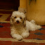 Lastly, the bane of our lives at this hostel; this little bastard would bark happily at anything that moved day or night. Unfortunately, that same restaurant does not serve dog curry.