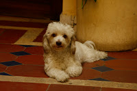 Lastly, the bane of our lives at this hostel; this little bastard would bark happily at anything that moved day or night. Unfortunately, that same restaurant does not serve dog curry.