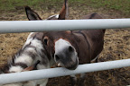 Good, Sharkey.  We're spending time out in the paddock today while new hay is laid in our stall in the stable.