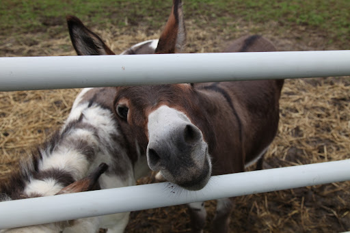Good, Sharkey.  We're spending time out in the paddock today while new hay is laid in our stall in the stable.