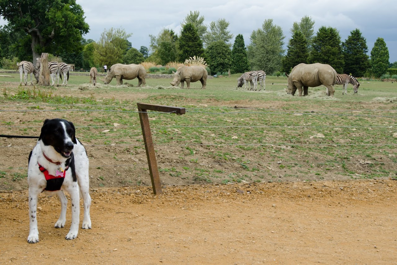 Abby and rhinos