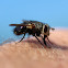 White-face Fly