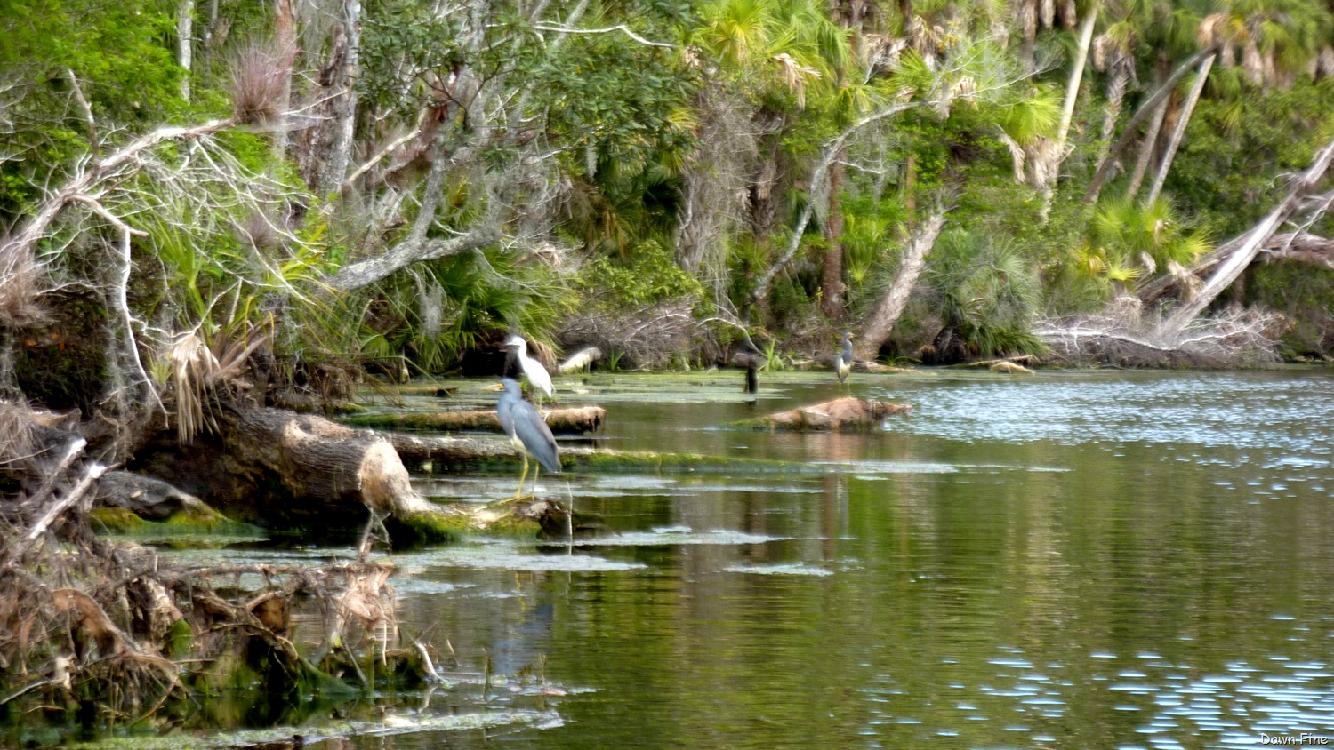 [Chassahowitza-River-canoeing_15521.jpg]