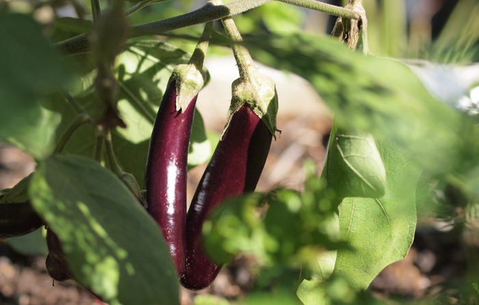 aubergine