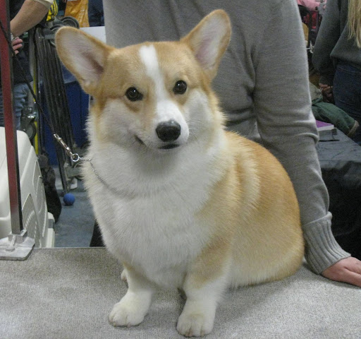 Pembroke Welsh Corgi