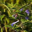 DSC_5977.jpg