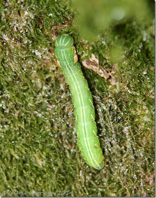 Great-Prominent-Caterpillar