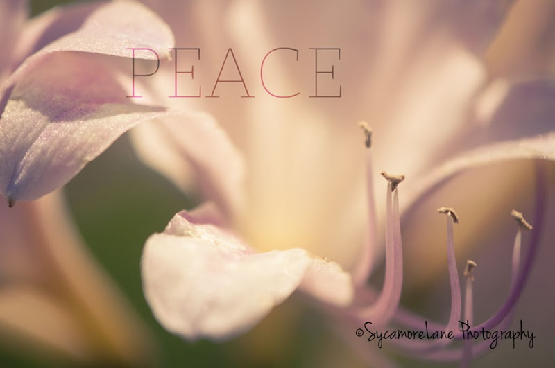 SycamoreLane Photography-Peace-web