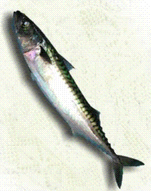 [Pescado1%255B3%255D.gif]