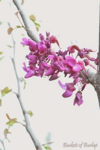 [Spring%2520garden%25203%255B3%255D.jpg]