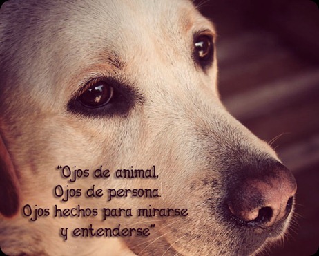 ojos de animal