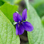 Violet
