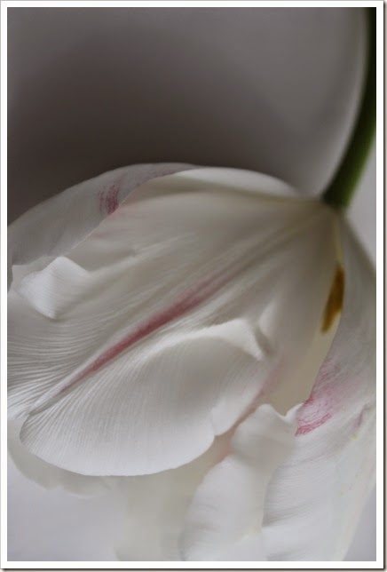 tulips opening 3.15 018