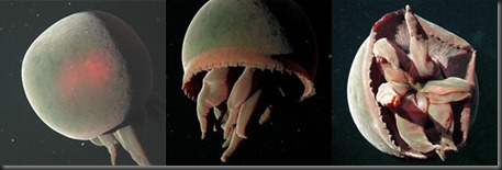 jellyfish jellyfish