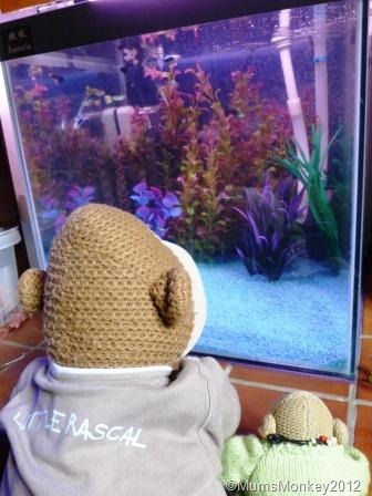 [our%2520guppies%255B9%255D.jpg]