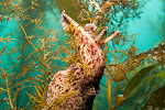 anacapaJuly2010-3.jpg