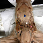 fetal_pig _palate.JPG