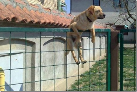 viral-picdump-472843