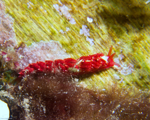 P7085247