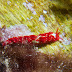 Favorinus mirabilis - Photo (c) 104623964081378888743, some rights reserved (CC BY-NC-SA)