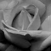 IMG_2835-1.JPG