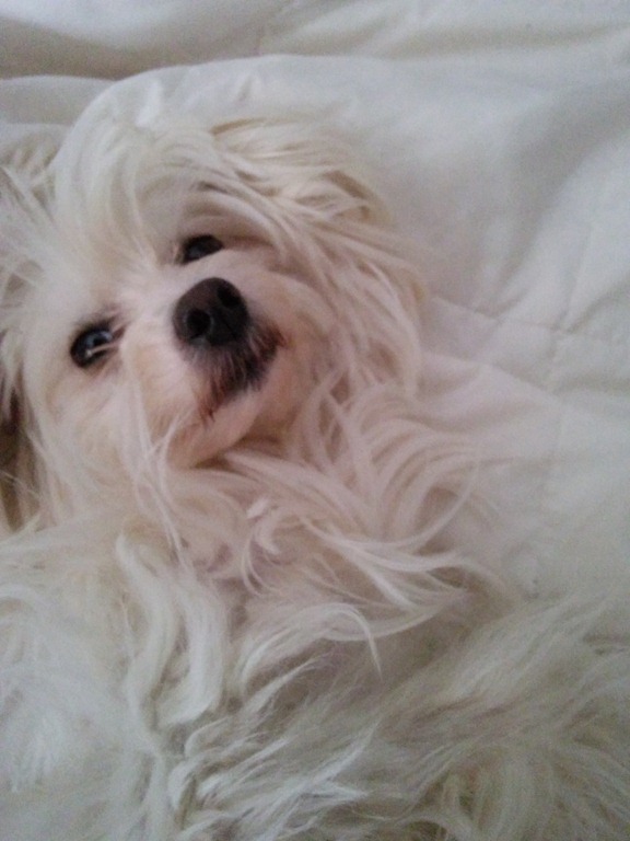 [Chinese-Crested-Powderpuff5.jpg]