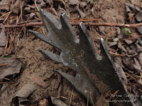 potykacz - G.W. Ludendorff potykacz - G.W. Ludendorff