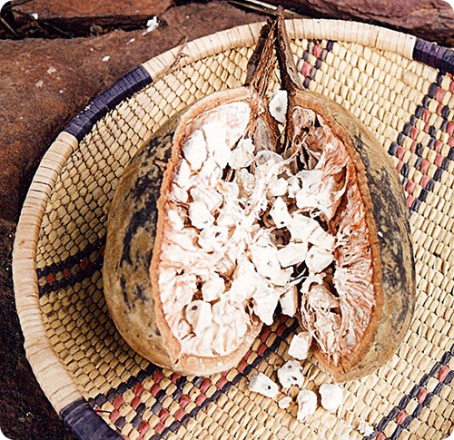 cucina senegalese Baobab_seeds cucina senegalese Baobab_seeds