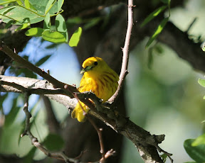 Yellow Warbler with possibly an inchworm in beak. Palisades Park, Englewood, 6/16/12