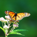4847428076_a7b75cdf55_b.jpg