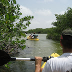 Kayak tour in the mangroves
