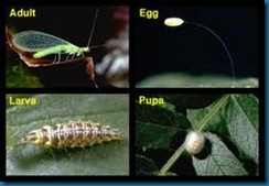 green lacewing life cycle